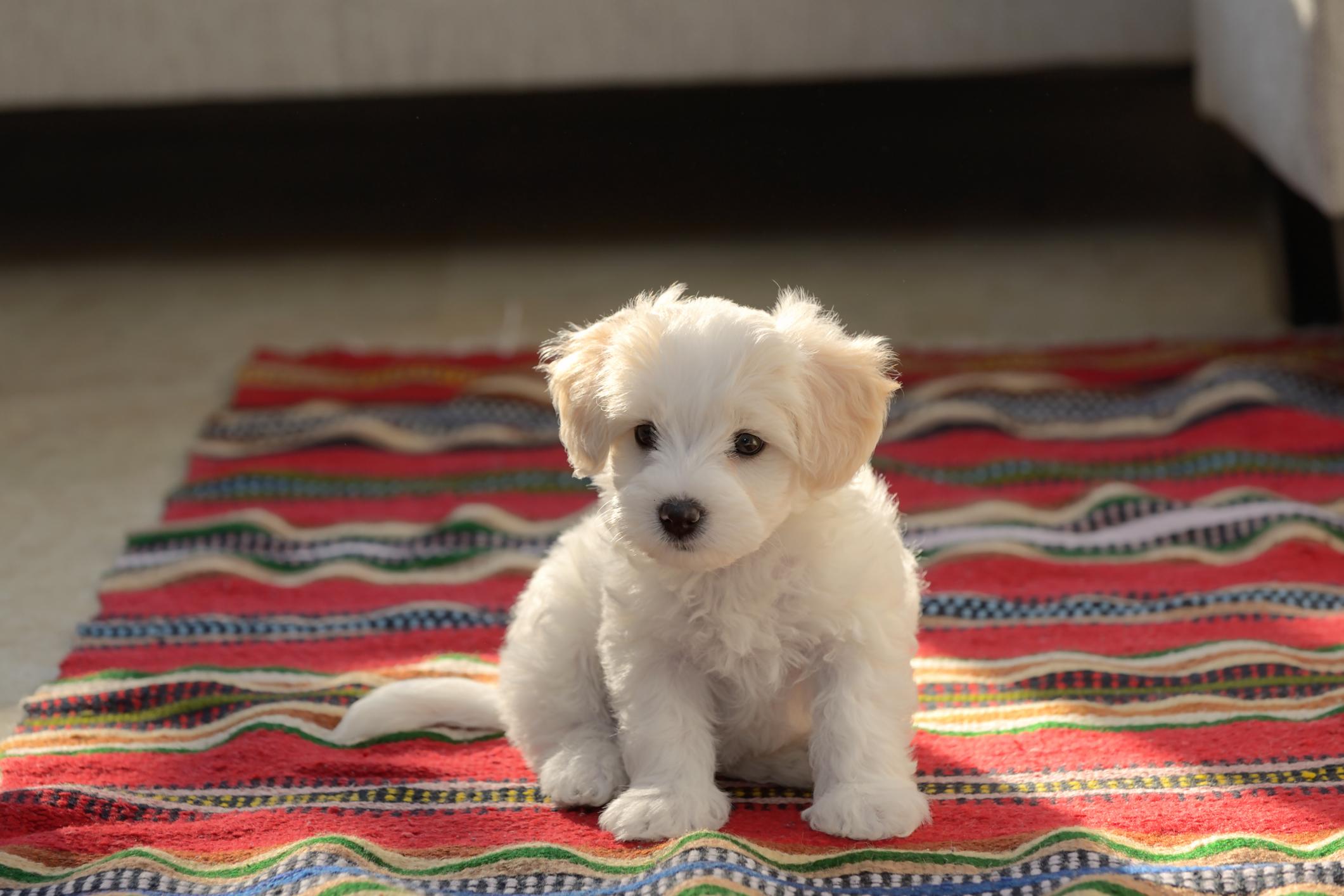 Rancho Cordova Carpet Cleaning - Pet Stain and Odor Removal 1 Pet Stain Odor and Removal